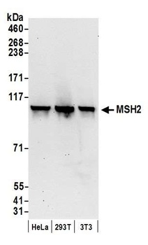 Rabbit anti-MSH2 Antibody