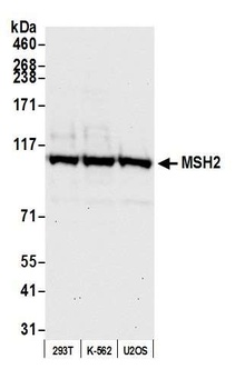 Rabbit anti-MSH2 Antibody