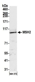MSH2 Antibody