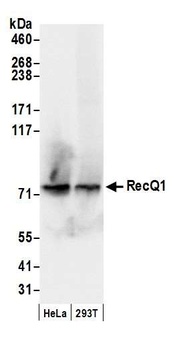 RecQ1 Antibody