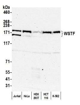 Rabbit anti-WSTF Antibody