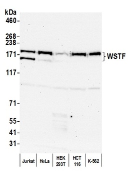 WSTF Antibody