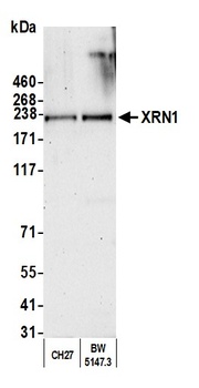 XRN1 Antibody