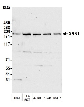 XRN1 Antibody