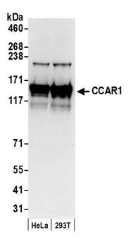 CCAR1 Antibody