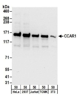Rabbit anti-CCAR1 Antibody