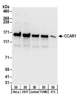 CCAR1 Antibody