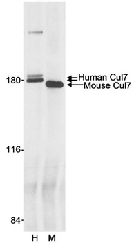 Cul7 Antibody