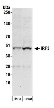 IRF3 Antibody