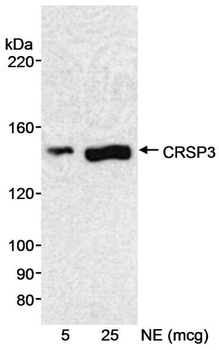 CRSP3 Antibody