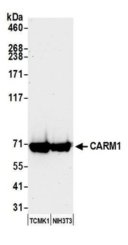 CARM1 Antibody