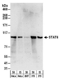 Rabbit anti-STAT6 Antibody