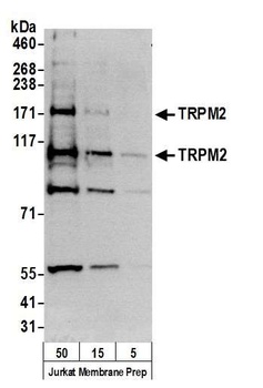 TRPM2 Antibody