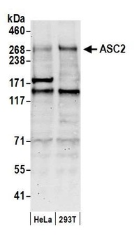 ASC2 Antibody