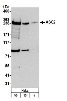 ASC2 Antibody