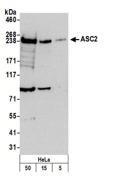Rabbit anti-ASC2 Antibody