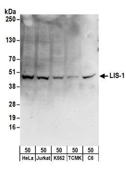 LIS-1 Antibody