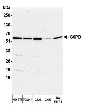 G6PD Antibody