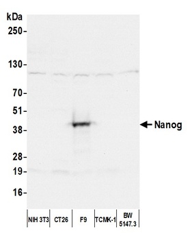 Nanog Antibody