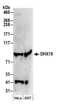 DHX15 Antibody