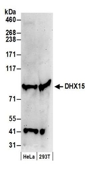Rabbit anti-DHX15 Antibody