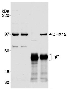 Rabbit anti-DHX15 Antibody