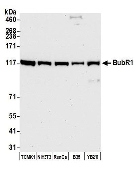Rabbit anti-BubR1 Antibody