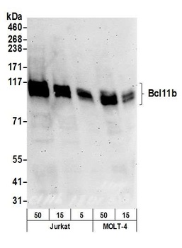 Bcl11b Antibody