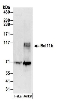 Bcl11b Antibody