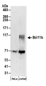 Rabbit anti-Bcl11b Antibody