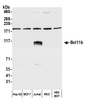 Bcl11b Antibody