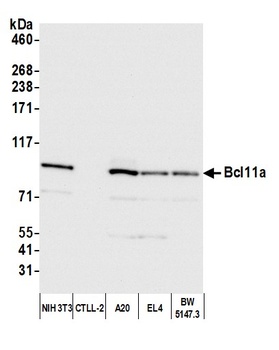 Bcl11a Antibody