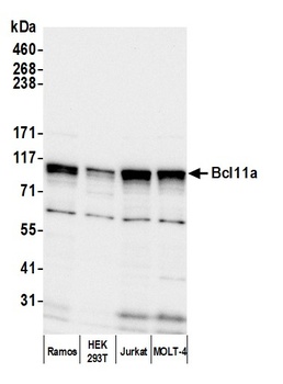 Bcl11a Antibody