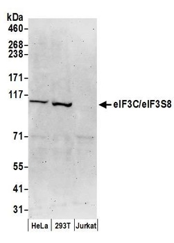 eIF3C/eIF3S8 Antibody