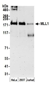 MLL1 Antibody