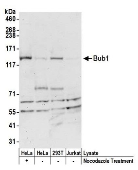 Bub1 Antibody