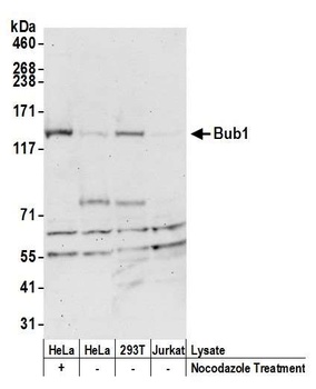 Rabbit anti-Bub1 Antibody