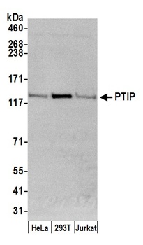 PTIP Antibody