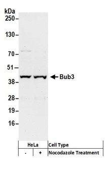 Rabbit anti-Bub3 Antibody