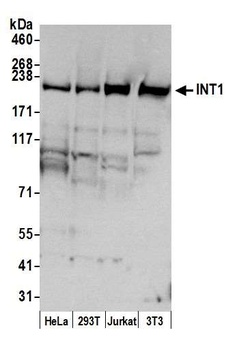 Rabbit anti-INT1 Antibody