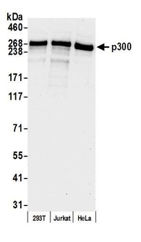 Rabbit anti-p300 Antibody
