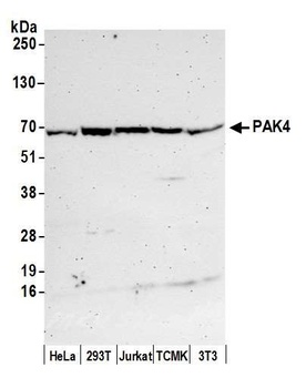 PAK4 Antibody
