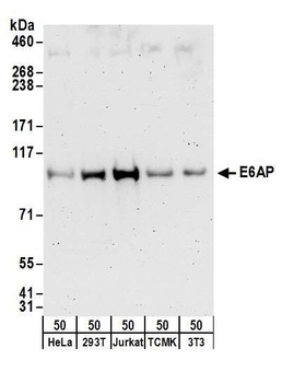 E6AP Antibody