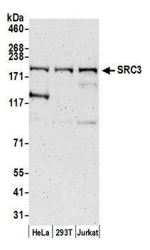 SRC3 Antibody