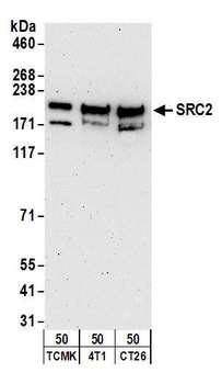 NCOA2/SRC2 Antibody