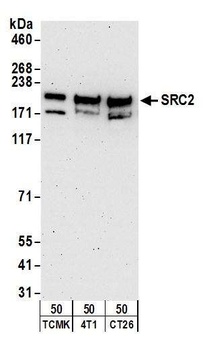 Rabbit anti-NCOA2/SRC2 Antibody