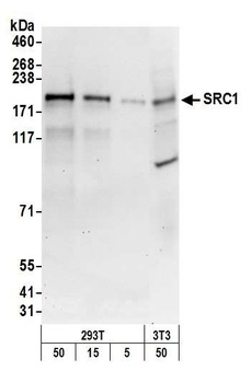 SRC1 Antibody