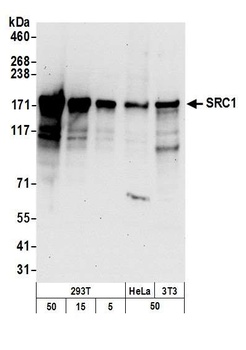 Rabbit anti-SRC1 Antibody