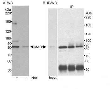 Rabbit anti-MAD1 Antibody