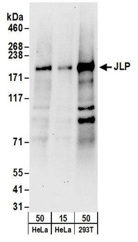 JLP Antibody